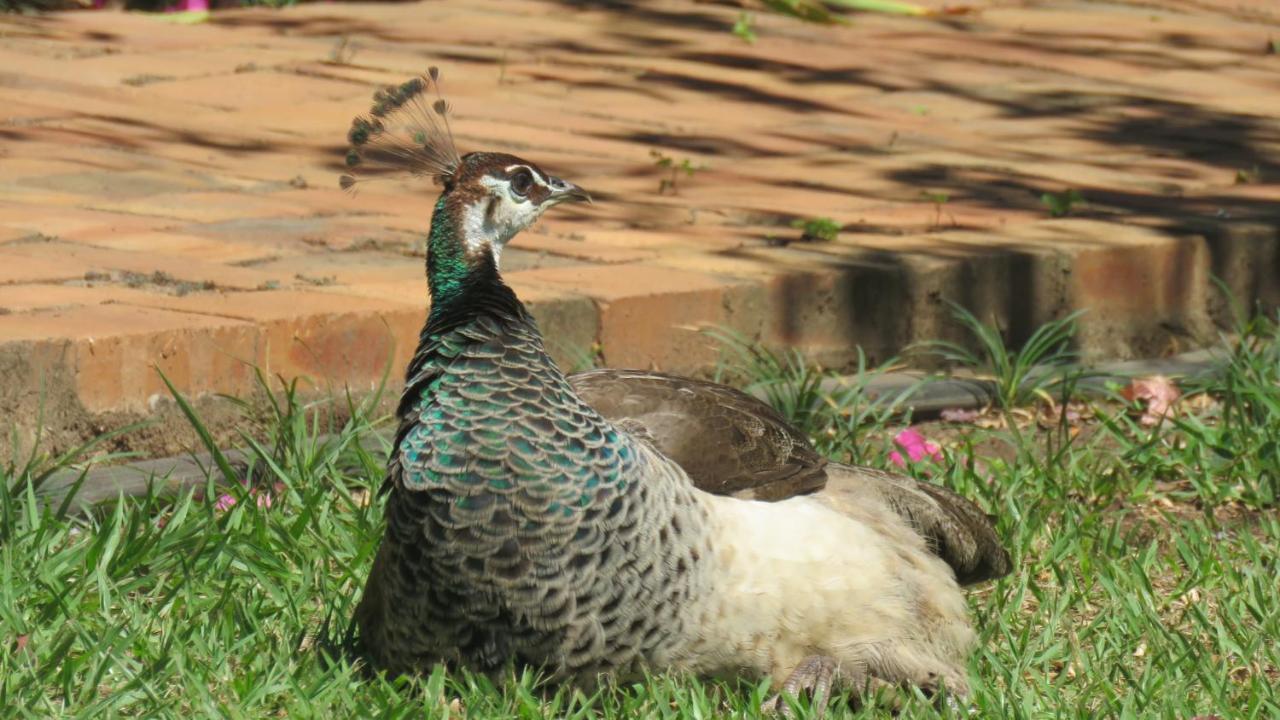 Dwaleni Farm Lodge Matsapha Eksteriør bilde
